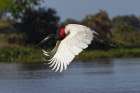 Jabiru stork in flight. Mato Grosso, Pantanal, Brazil, South America Art Print
